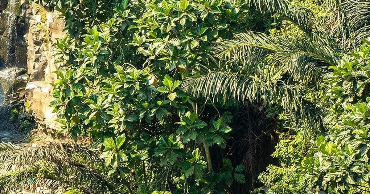 Hidden Jungle Trails in Bali: Discover the Island's Untouched Wild Side