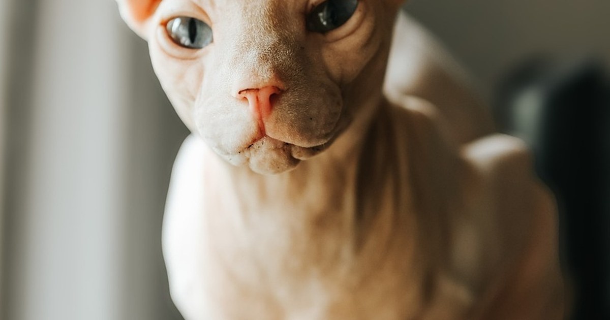 Discovering the Catboat: Amsterdam’s Floating Feline Sanctuary