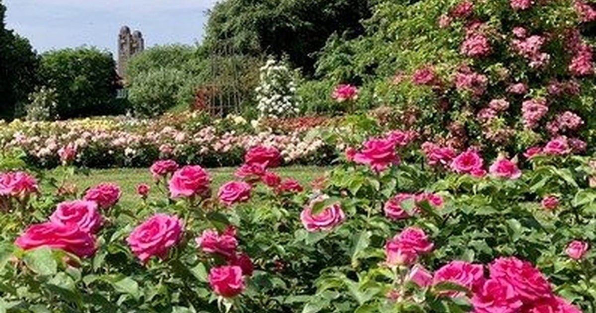 Discovering Tranquility in Westbroekpark’s Rose Garden: The Hague’s Blossoming Hidden Gem