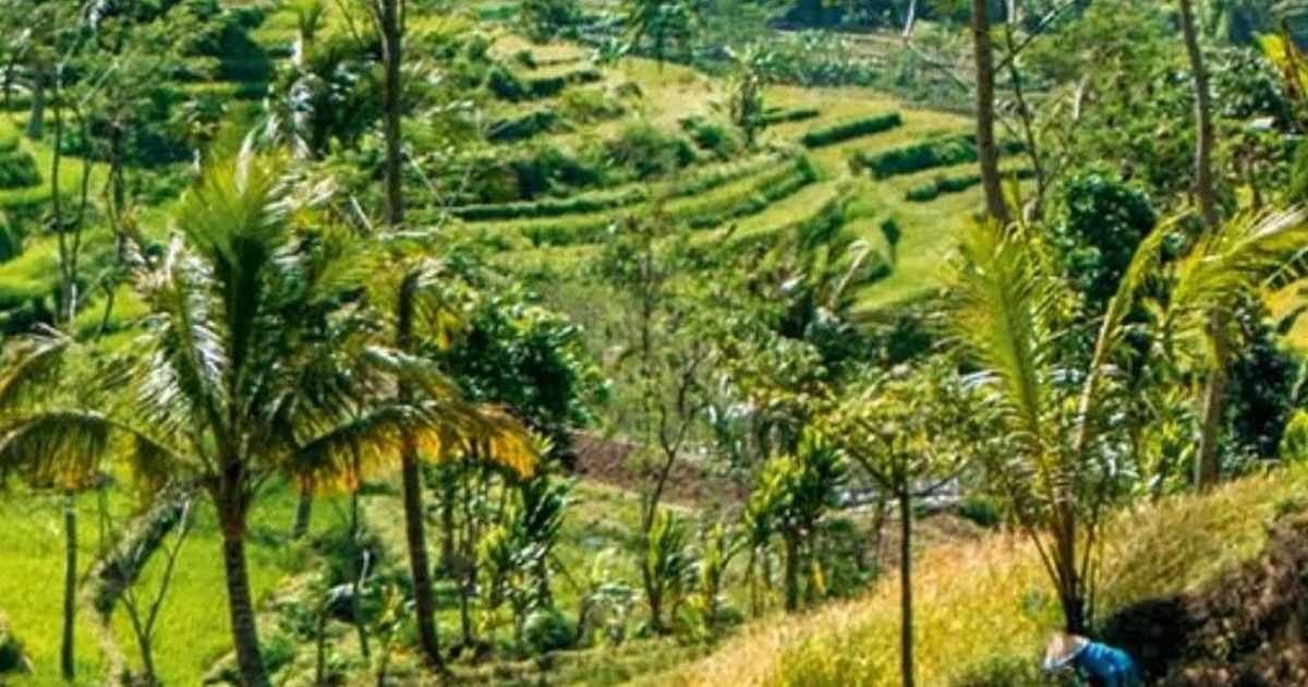 Yogyakarta vs Solo: Which Central Java City Should You Visit?